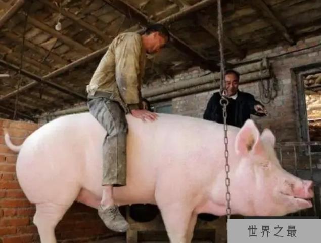 “猪大三百斤 鱼大无秤称”有没有科学依据？最大的草鱼有多大？