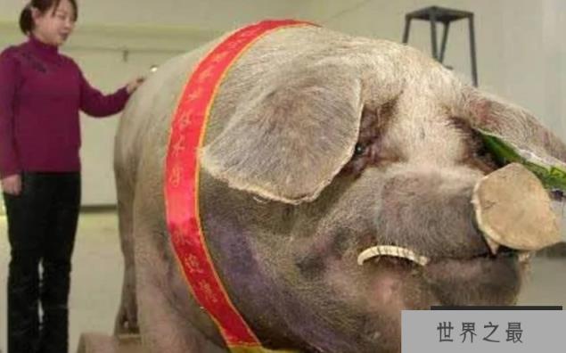 “猪大三百斤 鱼大无秤称”有没有科学依据？最大的草鱼有多大？