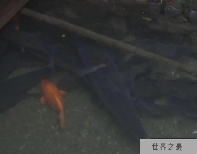 “猪大三百斤 鱼大无秤称”有没有科学依据？最大的草鱼有多大？