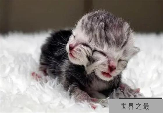 为什么会出现双头动物？从进化的角度看，为何双头很罕见？