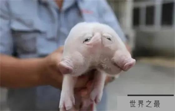 为什么会出现双头动物？从进化的角度看，为何双头很罕见？