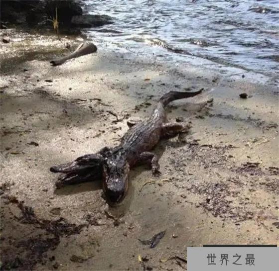 为什么会出现双头动物？从进化的角度看，为何双头很罕见？