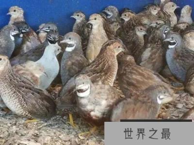 全世界最小的鸡，芦丁鸡体重仅四五十克）