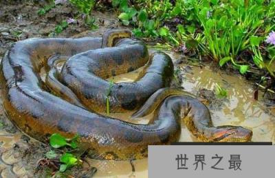 世界上最大的蛇，亚马逊森蚺体长10米以上