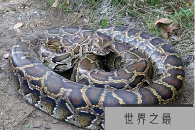 世界上最大的蛇，亚马逊森蚺体长10米以上