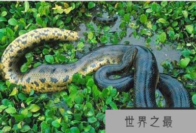 世界上最大的蛇，亚马逊森蚺体长10米以上