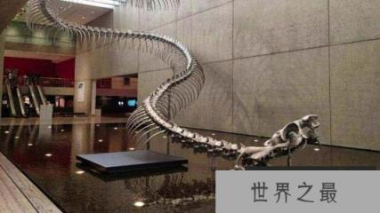 世界上最大的蛇，亚马逊森蚺体长10米以上