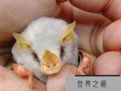 世界上最稀有的蝙蝠：洪都拉斯幽灵蝙蝠