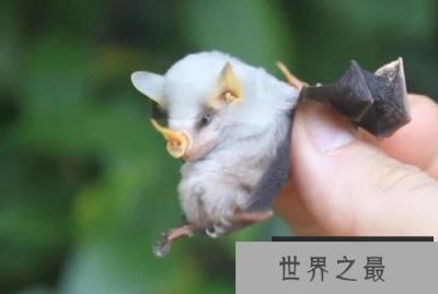 世界上最稀有的蝙蝠：洪都拉斯幽灵蝙蝠