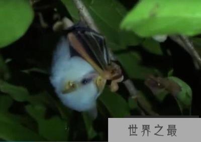 世界上最稀有的蝙蝠：洪都拉斯幽灵蝙蝠