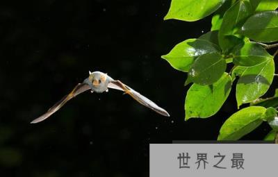 世界上最稀有的蝙蝠：洪都拉斯幽灵蝙蝠