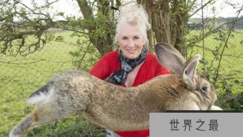 世界上最大的网红兔子,大流士体长1.28米 世界上最大的网红兔子,大流士体长1.28米