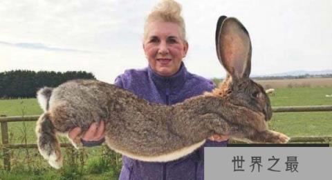 世界上最大的网红兔子,大流士体长1.28米 世界上最大的网红兔子,大流士体长1.28米