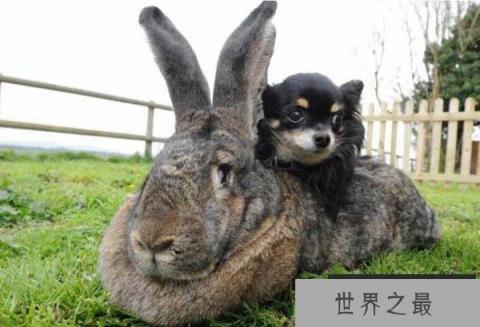 世界上最大的网红兔子,大流士体长1.28米 世界上最大的网红兔子,大流士体长1.28米