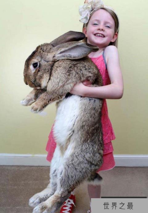 世界上最大的网红兔子,大流士体长1.28米 世界上最大的网红兔子,大流士体长1.28米