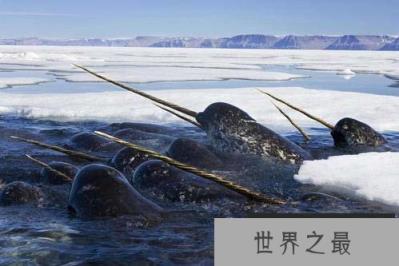 世界上奇特的十大物种,一角鲸的角堪比黄金