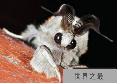 世界上奇特的十大物种,一角鲸的角堪比黄金