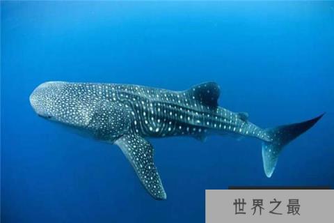 自然界最大的细胞,鲸鲨的卵细胞达三十厘米 自然界最大的细胞,鲸鲨的卵细胞达三十厘米