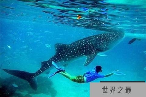 自然界最大的细胞,鲸鲨的卵细胞达三十厘米 自然界最大的细胞,鲸鲨的卵细胞达三十厘米