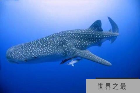 自然界最大的细胞,鲸鲨的卵细胞达三十厘米 自然界最大的细胞,鲸鲨的卵细胞达三十厘米