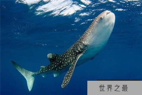 自然界最大的细胞,鲸鲨的卵细胞达三十厘米 自然界最大的细胞,鲸鲨的卵细胞达三十厘米