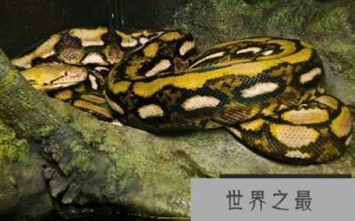 世界上最长的蛇:网纹蟒体长达14.85米 世界上最长的蛇:网纹蟒体长达14.85米