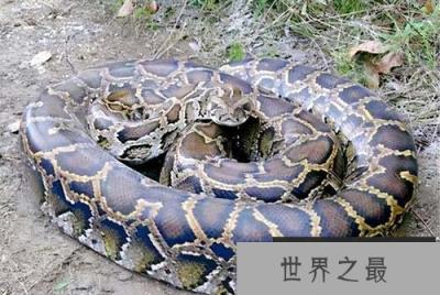 世界上最长的蛇:网纹蟒体长达14.85米 世界上最长的蛇:网纹蟒体长达14.85米