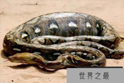 世界上最长的蛇:网纹蟒体长达14.85米 世界上最长的蛇:网纹蟒体长达14.85米