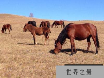 十大家畜禽寿命排行榜