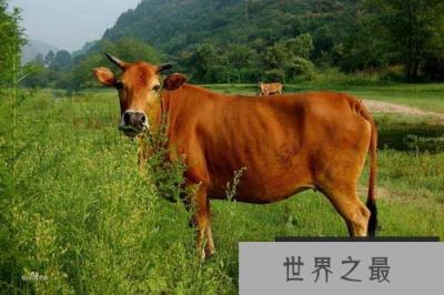 十大家畜禽寿命排行榜