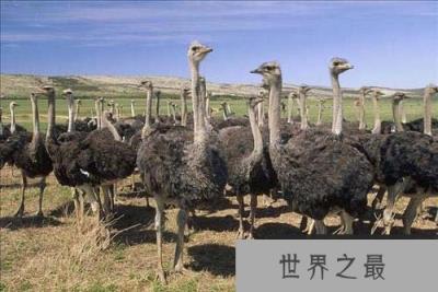 动物界的十个世界之最,鸵鸟身高可达2.7米