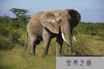 动物界的十个世界之最,鸵鸟身高可达2.7米