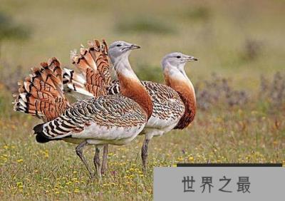 动物界的十个世界之最,鸵鸟身高可达2.7米