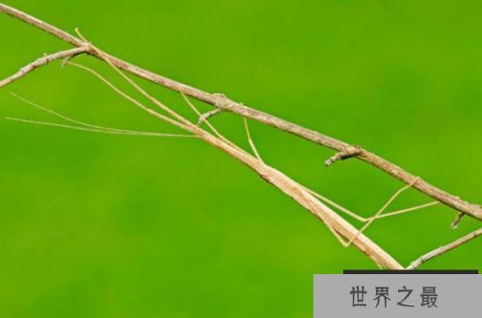 世界上最奇怪的十大昆虫 叶虫像叶子一样(数量稀少) 世界上最奇怪的十大昆虫 叶虫像叶子一样(数量稀少)