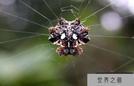 世界上最奇怪的十大昆虫 叶虫像叶子一样(数量稀少) 世界上最奇怪的十大昆虫 叶虫像叶子一样(数量稀少)