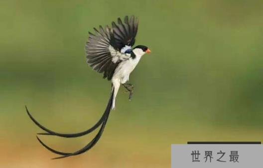 世界上最特别的十种鸟类 超级天堂鸟外表华丽(雌雄差异大) 世界上最特别的十种鸟类 超级天堂鸟外表华丽(雌雄差异大)