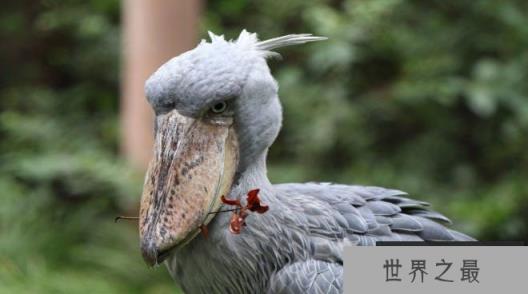 世界上最特别的十种鸟类 超级天堂鸟外表华丽(雌雄差异大) 世界上最特别的十种鸟类 超级天堂鸟外表华丽(雌雄差异大)