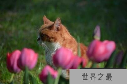 郁金香有毒是真的吗 郁金香有毒是真的吗