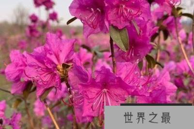 市场上的干枝梅是梅花吗 市场上的干枝梅是梅花吗