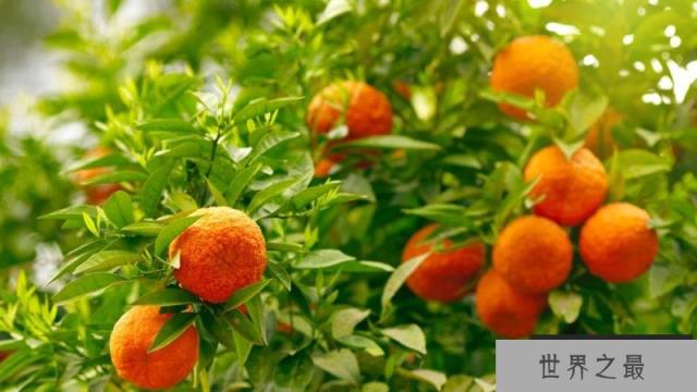 橘生淮北则一定为枳吗 橘生淮北则一定为枳吗