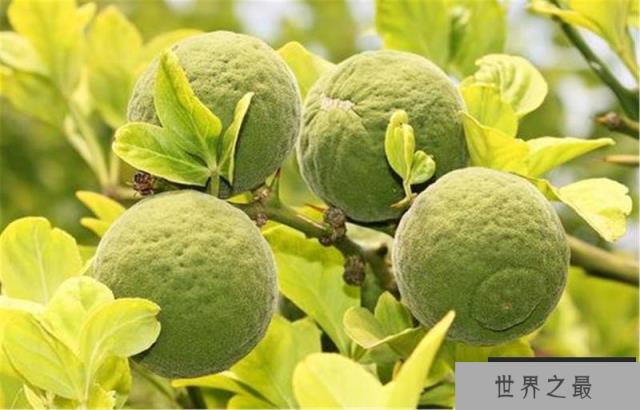 橘生淮北则一定为枳吗 橘生淮北则一定为枳吗