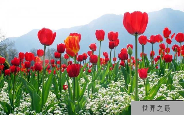 “兰陵美酒郁金香”中的郁金香是今天的郁金香吗 “兰陵美酒郁金香”中的郁金香是今天的郁金香吗