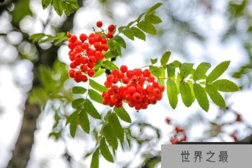 “红豆生南国”中的红豆是我们食用的赤豆吗 “红豆生南国”中的红豆是我们食用的赤豆吗