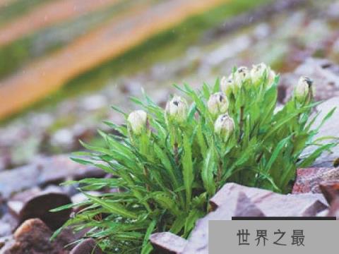 为何冰天雪地也有植物开花 为何冰天雪地也有植物开花