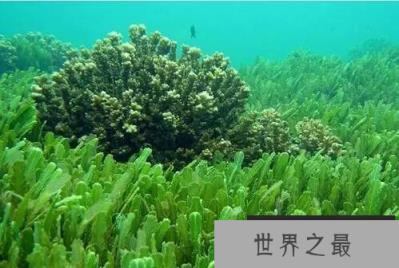 藻类究竟算植物吗 藻类究竟算植物吗