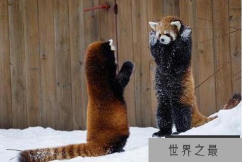 全球十大最可爱的动物