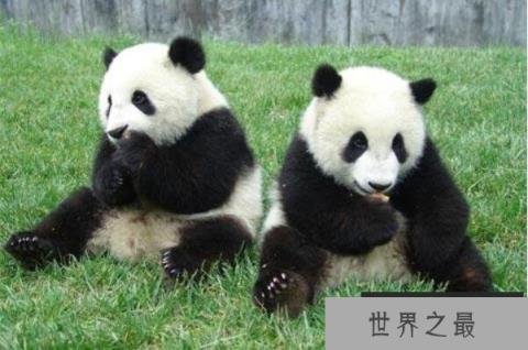 全球十大最可爱的动物