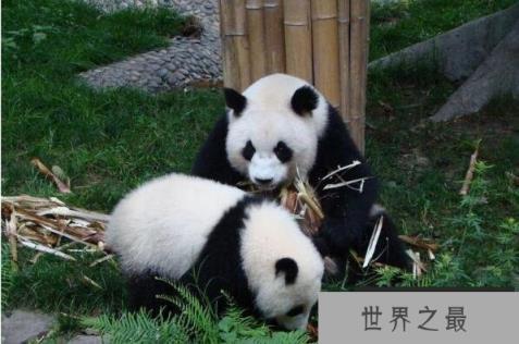 1357vip.com推荐全球十大最可爱的动物