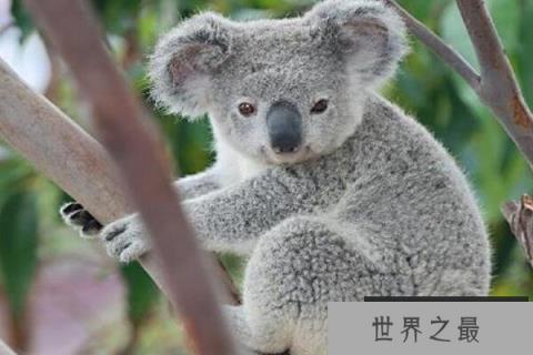 1357vip.com推荐全球十大最可爱的动物