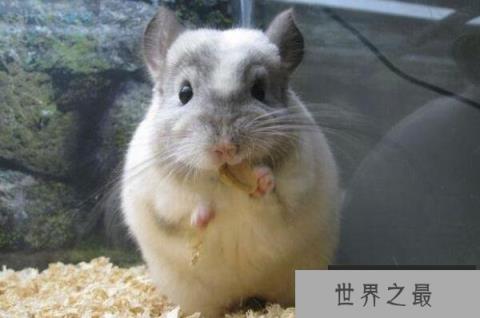 1357vip.com推荐全球十大最可爱的动物